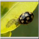 Propylea quatuordecimpunctata -Schwarzgefleckter Marienkaefer 09.jpg